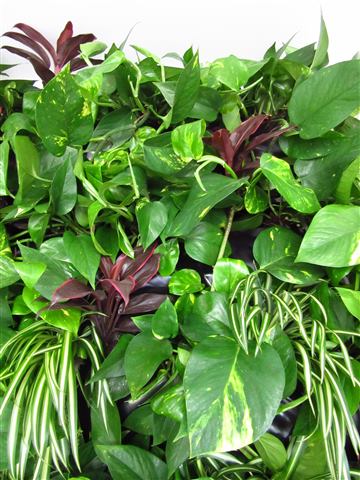 Grădină verticală cu plante naturale – Iancu Nicolae, foto 12 din 26